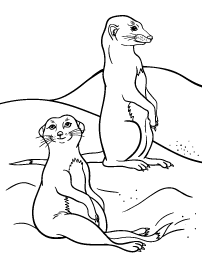 Free meerkat coloring page animal coloring pages coloring pages meerkat