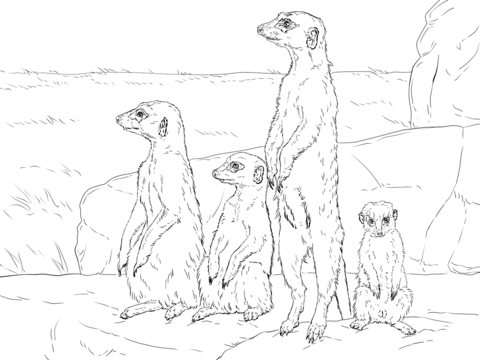 Meerkats standing up coloring page free printable coloring pages