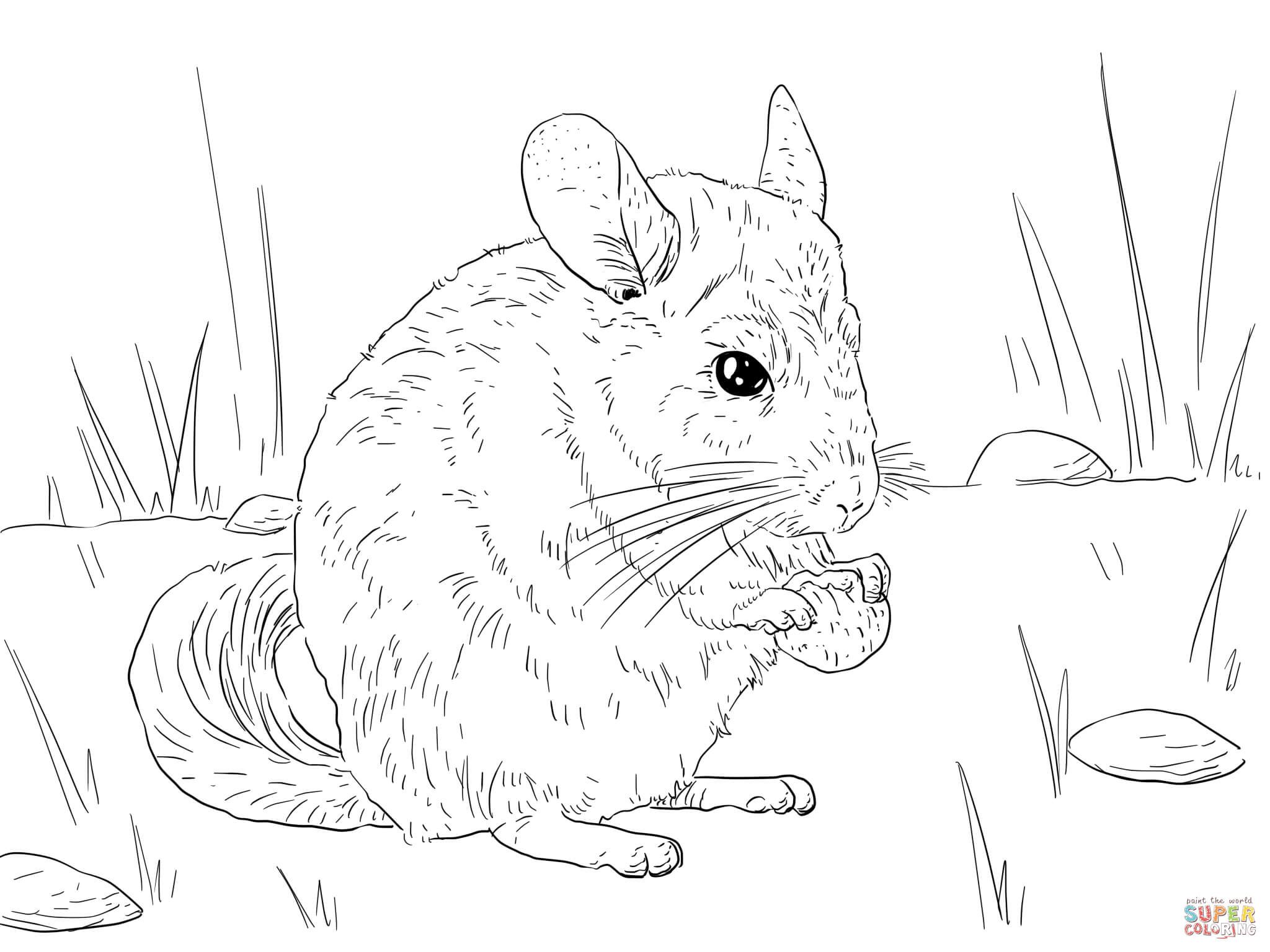 Long tailed chinchilla coloring page free printable coloring pages animal coloring pages cute easy animal drawings horse coloring pages