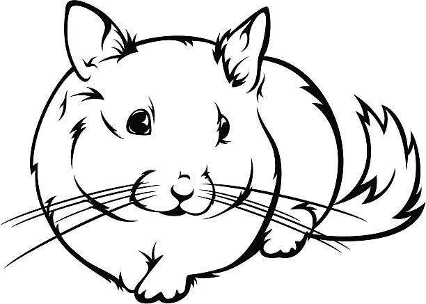 Chinchilla stock illustration