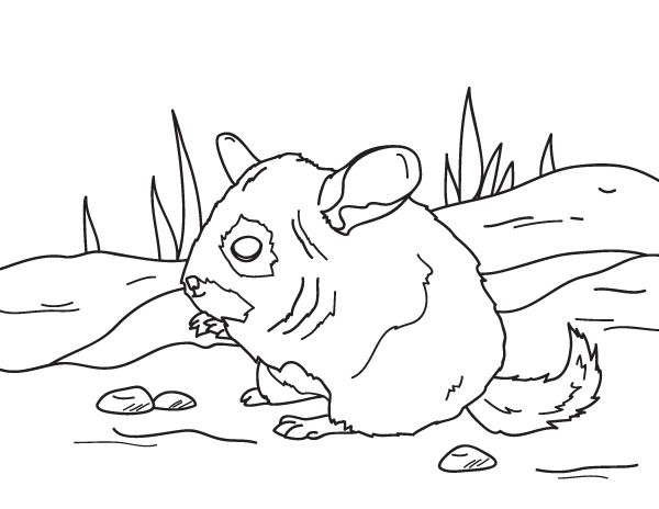 Free printable chinchilla coloring page download it at httpsmuseprintablesdownloadcoloring
