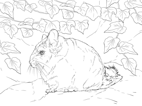 Short tailed chinchilla coloring page free printable coloring pages