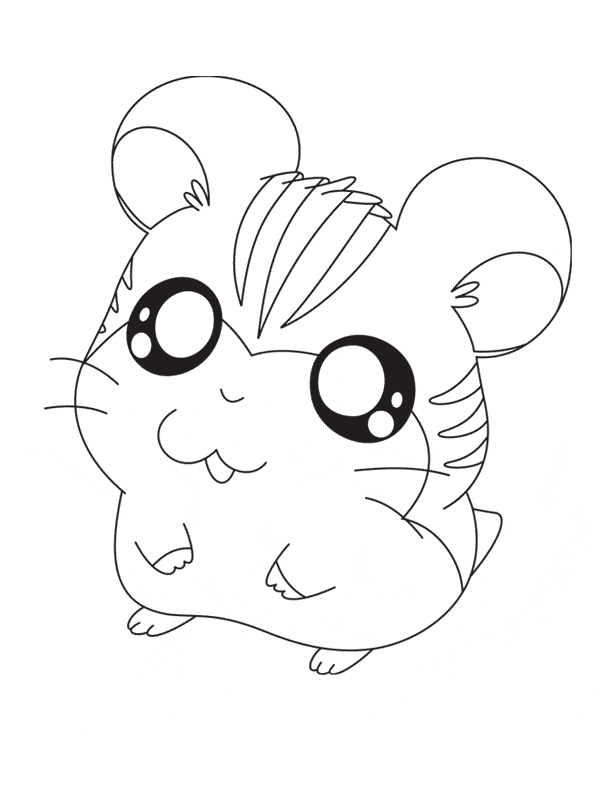 Chinchilla coloring page