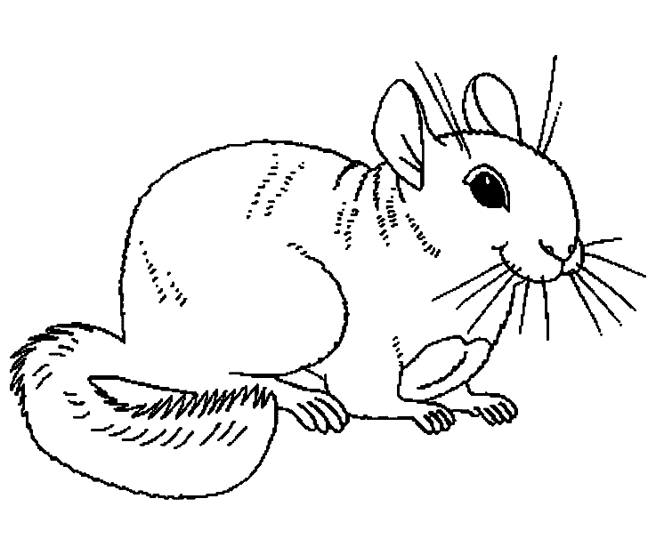 Chinchilla coloring page