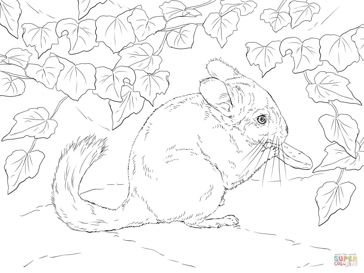 Long tailed chinchilla coloring page free printable coloring pages coloring pages coloring pages to print animal illustration art