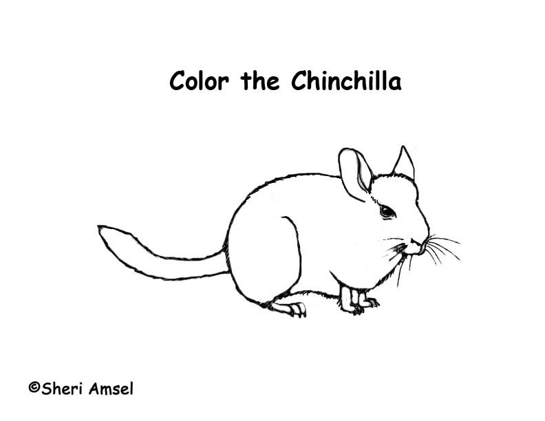Chinchilla coloring page