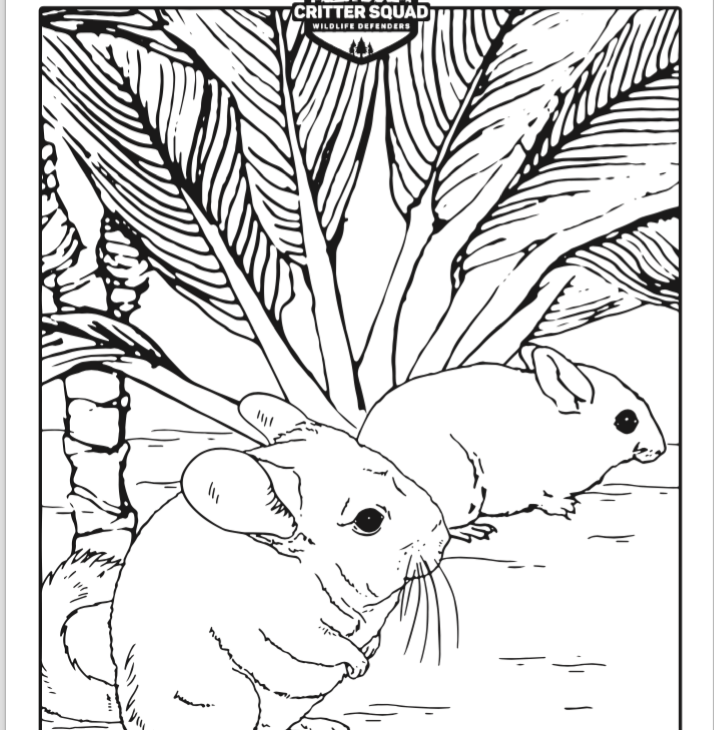 Chinchilla coloring page