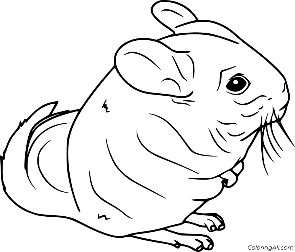 Free printable chinchilla coloring pages easy to print from any device and automatically fit any paper size coloring pages simple cartoon drawings