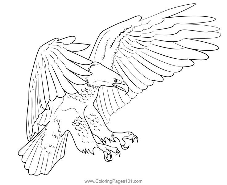 American bald eagle habitat coloring page eagle artwork american bald eagle bird coloring pages