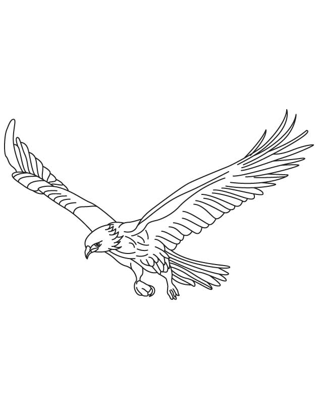 Broad wings bird in flight coloring page download free broad wings bird in flight coloring page for kids best coloring pages