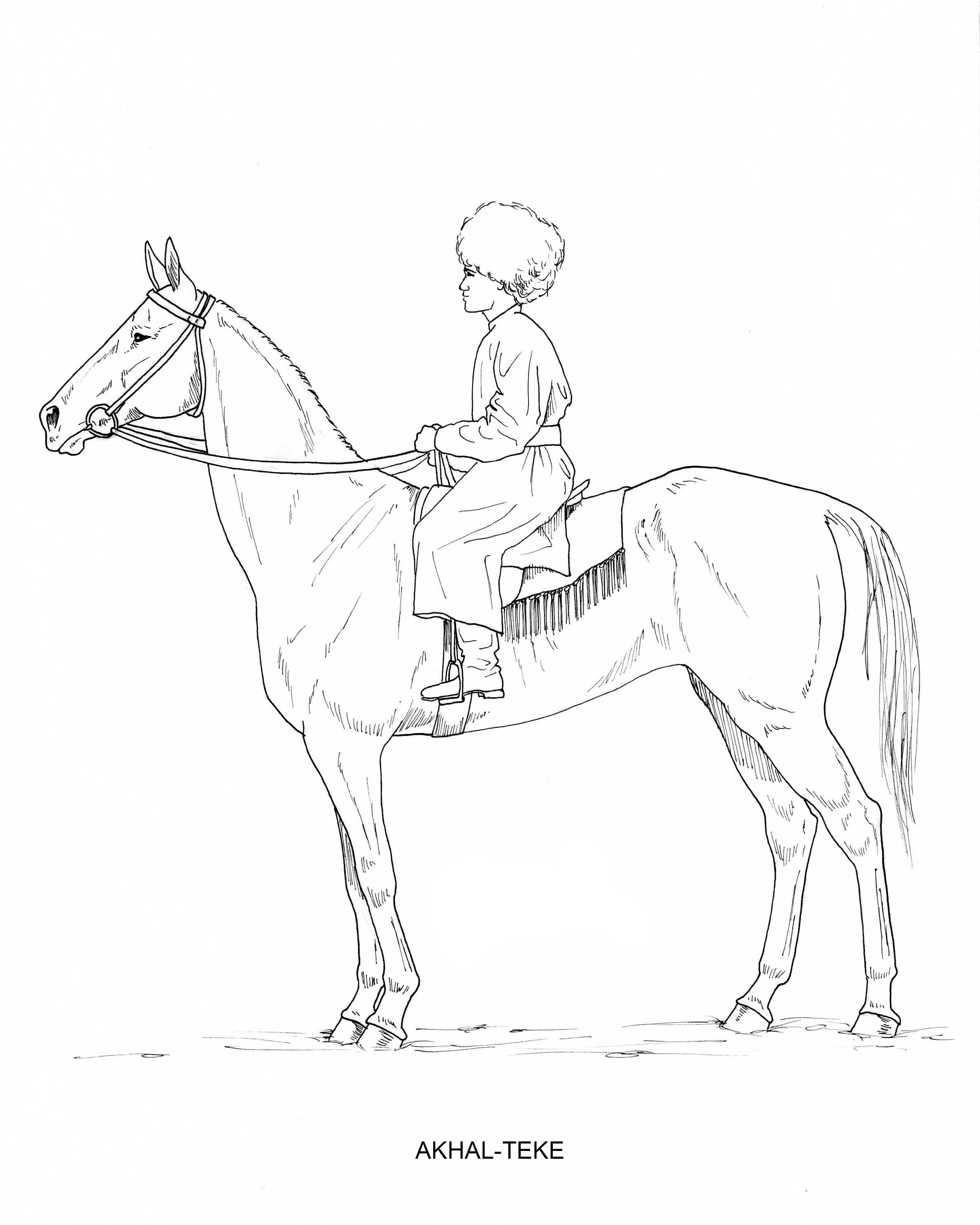 Printable set of horse breed coloring pages digital download