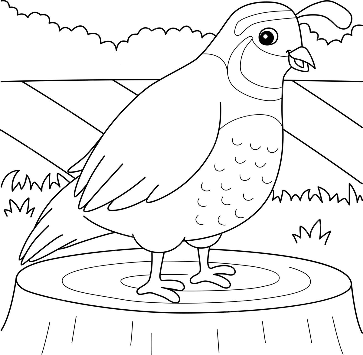 Quail animal coloring page for kids vector background bird vector vector background bird png and vector with transparent background for free download