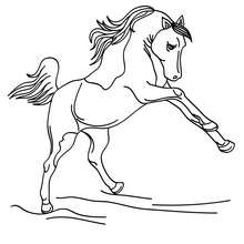 Wild horse coloring pages