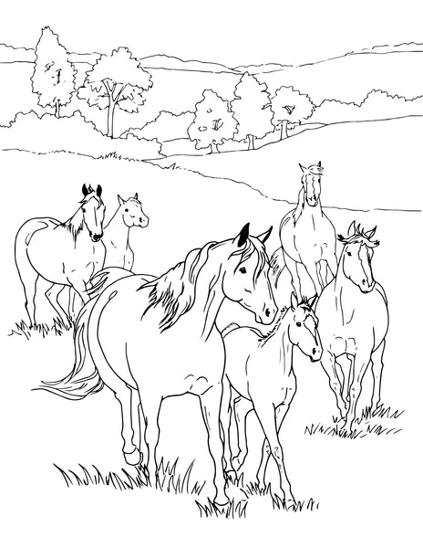 Herd in the meadow coloring page