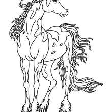 Wild horse coloring pages