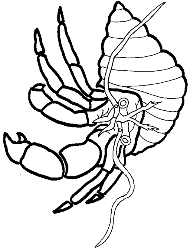 Hermit crab coloring page