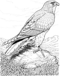 Hawks drawings ideas red tailed hawk pet birds beautiful birds