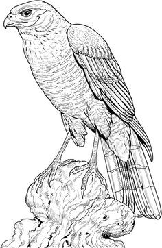 Hawks drawings ideas red tailed hawk pet birds beautiful birds