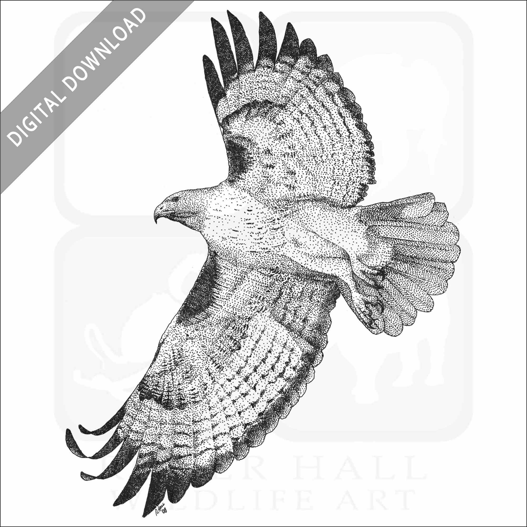 Stock art drawing of a red tailed hawk