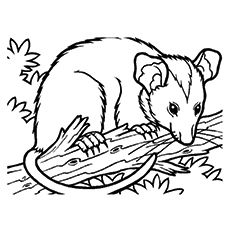 Animal coloring pages