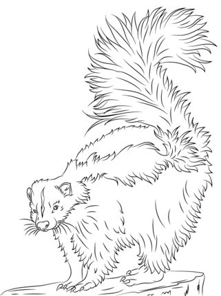 Cute skunk coloring page supercoloring animal drawings sketches animal coloring pages owl coloring pages