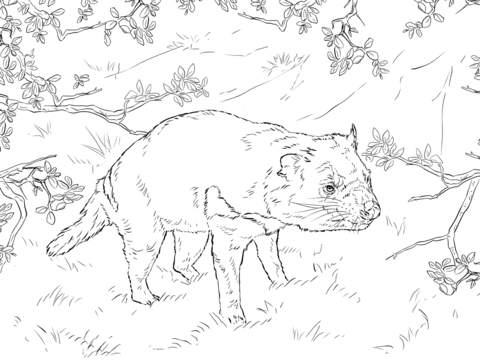 Tasmanian devil coloring page free printable coloring pages
