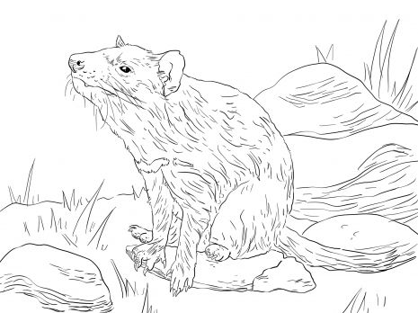 Tasmanian devil sitting coloring page super coloring animal coloring pages tasmanian devil coloring pages