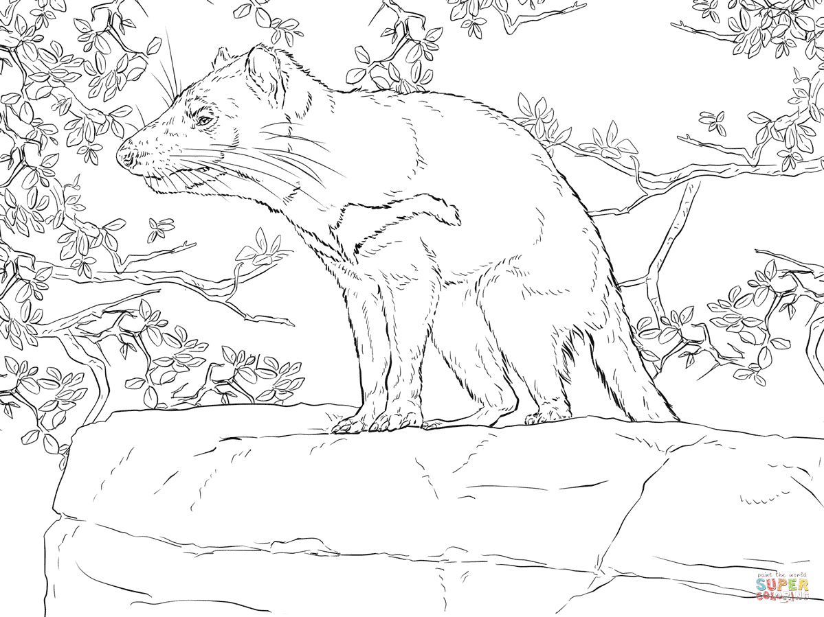 Tasmanian devil