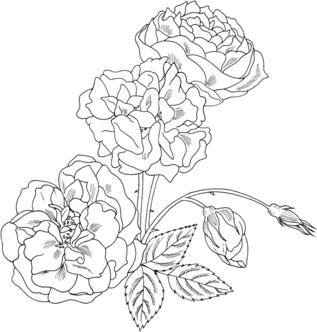 Duchesse de brabant rose bush coloring page free printable coloring pages coloring pages flower drawing easter coloring pages