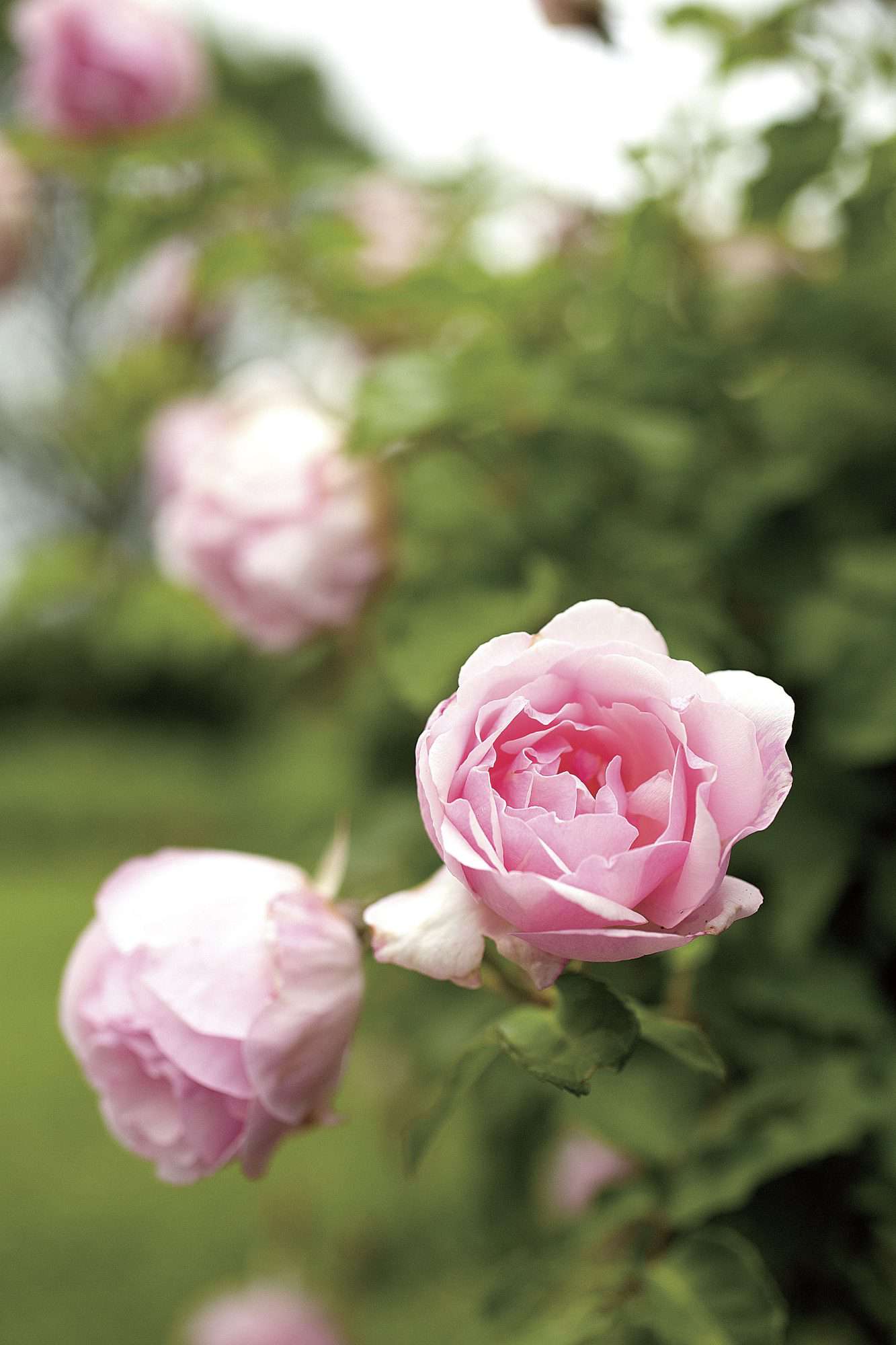 Rescuing the heirloom roses of texas