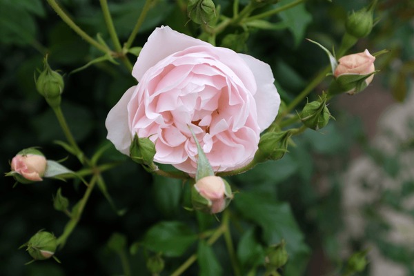 Duchesse de brabant royalty