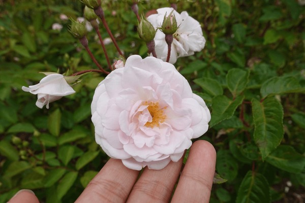 Duchesse de brabant royalty