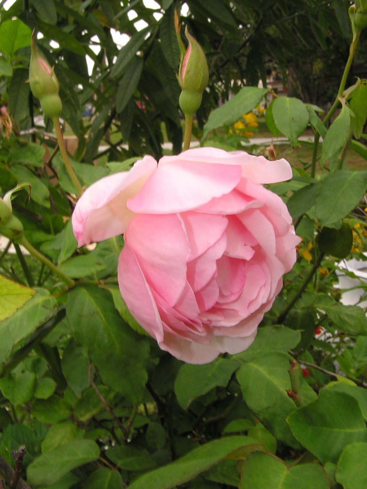 Rosegasms