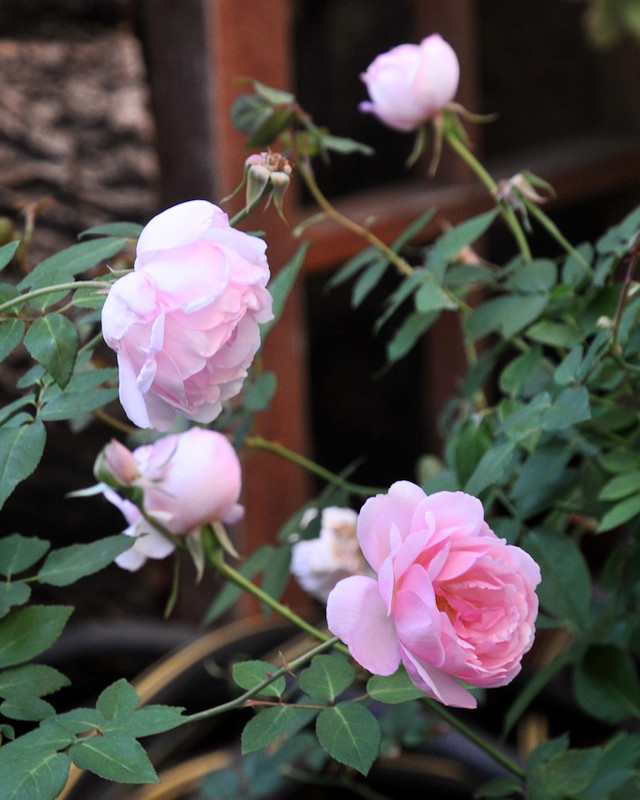 Duchesse de brabant evaluation and photos