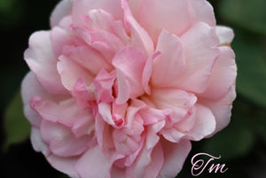 Duchesse de brabant â chateau de la rose