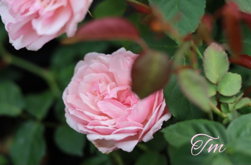 Duchesse de brabant â chateau de la rose