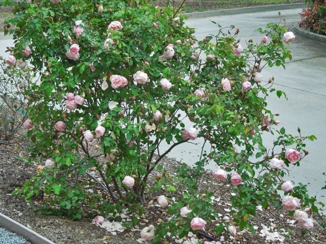 Duchesse de brabant