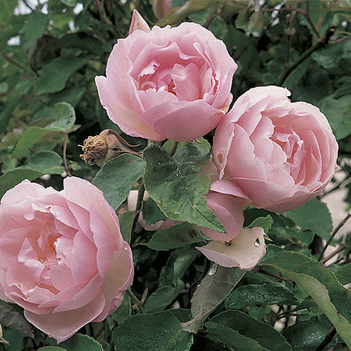 Duchesse de brabant tea rose