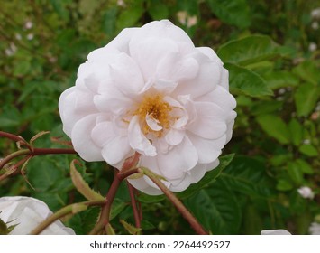 Duchesse de brabant royalty