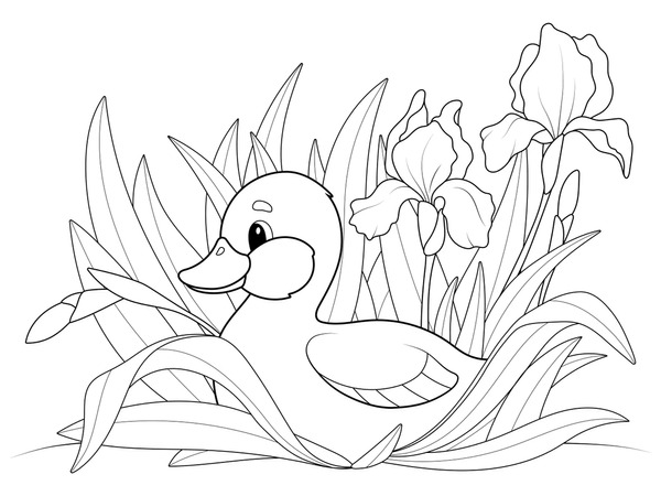 Duck colouring royalty