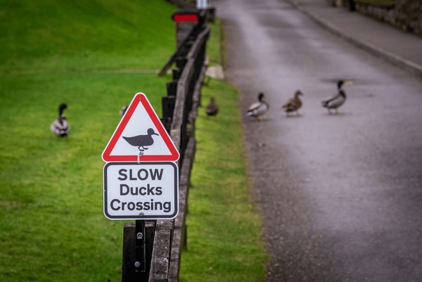 Duck crossing sign warning royalty