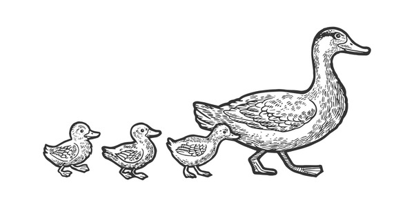 Ducklings crossing road royalty