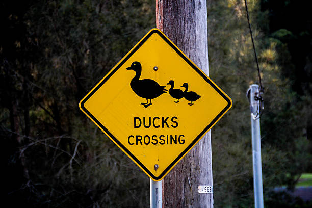 Ducks crossing road sign stock photos pictures royalty
