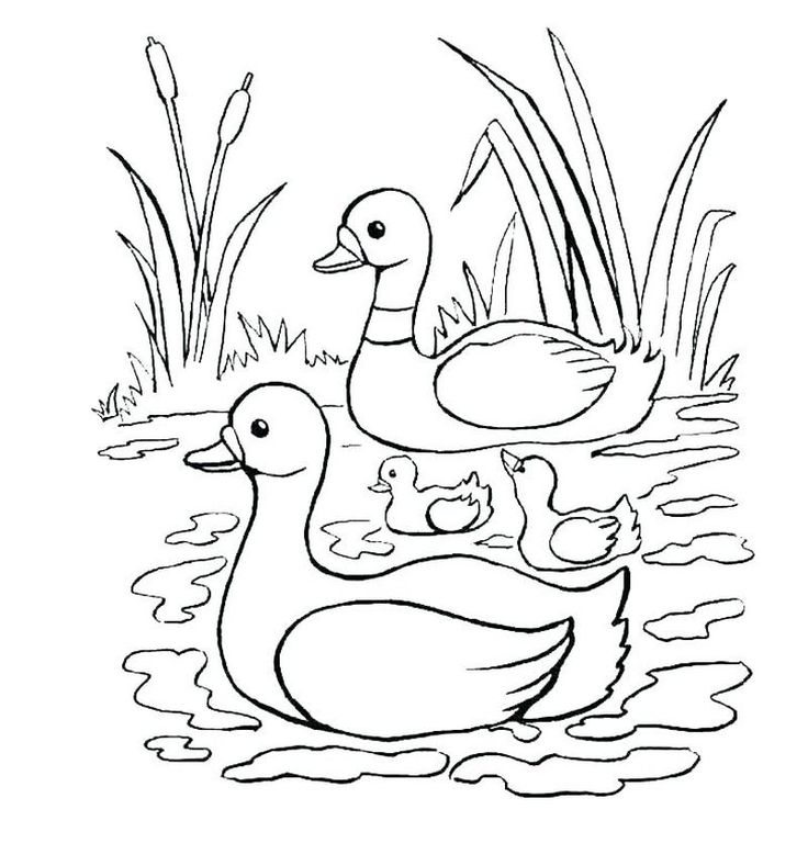 Cute duck coloring pages pdf