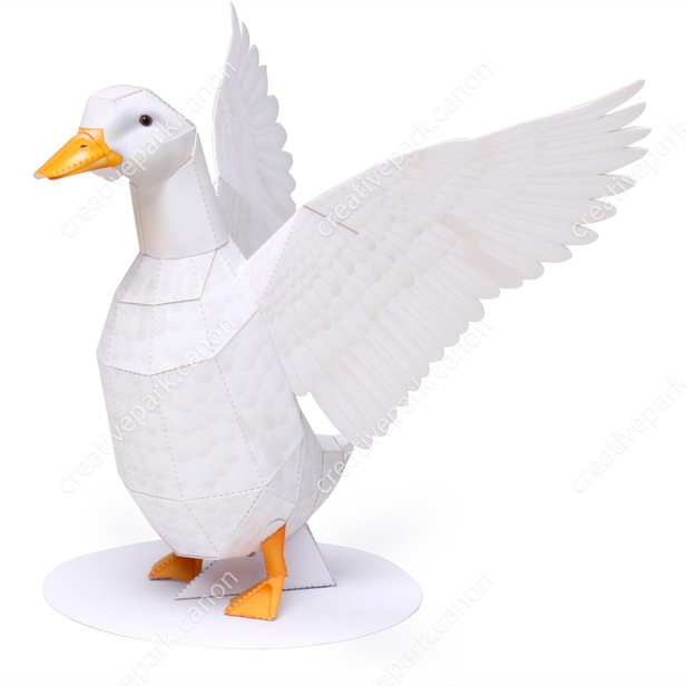 Duck male beating its wings