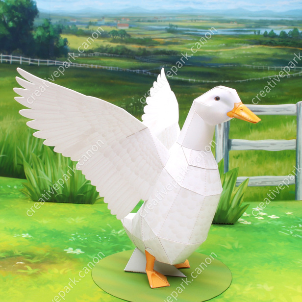 Duck male beating its wings