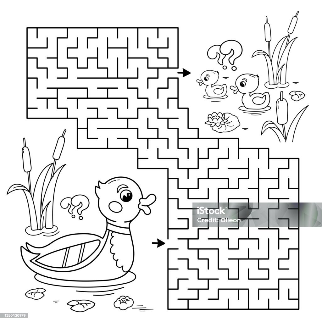 Maze or labyrinth game puzzle coloring page outline of cartoon duck with little ducklings coloring book for kids stock illustration