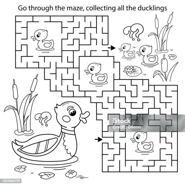Maze or labyrinth game puzzle coloring page outline of cartoon duck with little ducklings coloring book for kids stock illustration