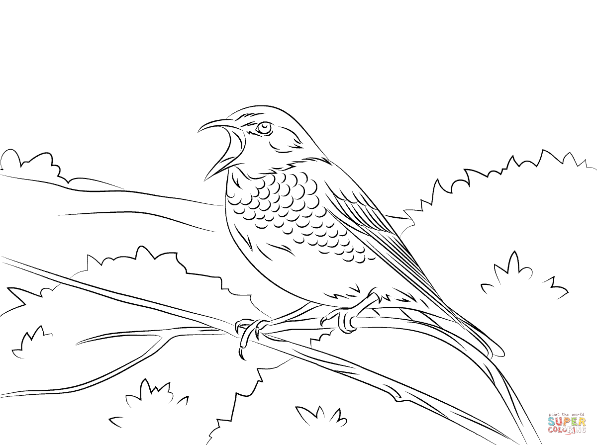 Dusky thrush coloring page free printable coloring pages