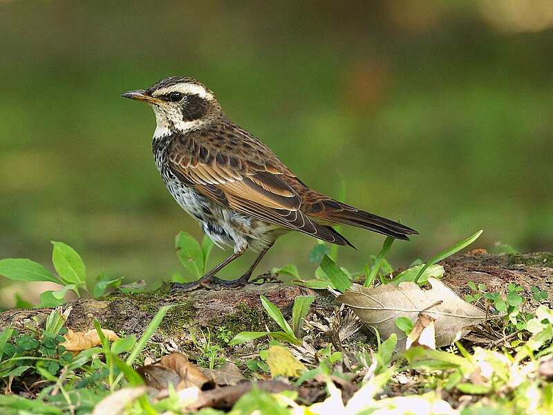Filedusky thrush jpg